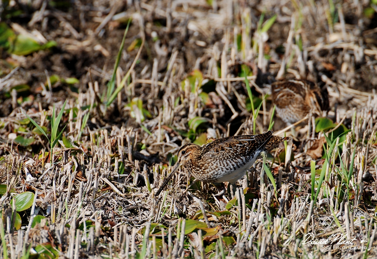 David Plant Photography - Wildlife Photographer - Snipes - F.jpg - Snipes feeding - Cambridgeshire